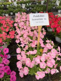   F1 PENDOLINO Sensation Pale Salmon. ! - 5 .