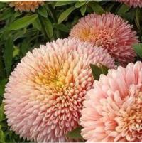   Chrisantella Lotos Flower - 10 .