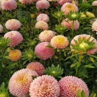   Chrisantella Lotos Flower - 10 .
