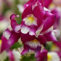   Snapshot Burgundy Bicolor - 10 .