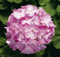   RINGO 2000 F1 Lavender - 3 .