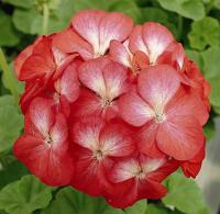   MULTIBLOOM SCARLET EYE- 3 .