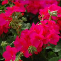 ���������� ������� Apache  Violet - 3 ��.