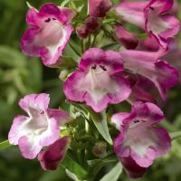Пенстемон Хартвига Arabesque orchid - 5 шт.