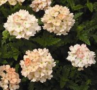   TUSCANY F1 PEACH - 5 .