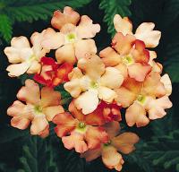   OBSESSION APRICOT IMP. - 5 .