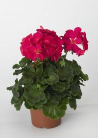   RINGO 2000 F1 Violet - 3 .