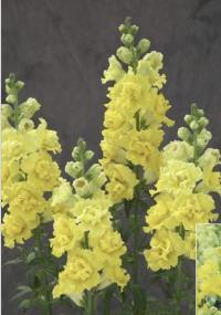      Legend DOUBLE F1 I Yellow - 10 .