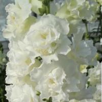      Legend DOUBLE F1 I White - 10 .