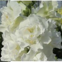      Legend DOUBLE F1 I White - 10 .