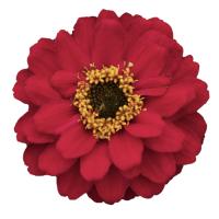   Profusion Double Red - 5 .