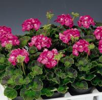   RINGO 2000 F1 ROSE - 3 .