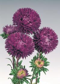   Gala Purple - 10 .