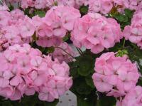   Apache Appleblossom - 3 .