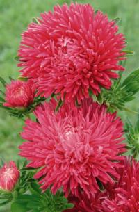   Gala Scarlet - 10 .