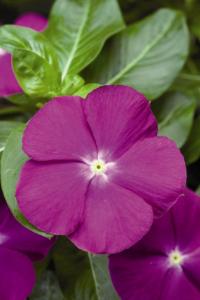   SunStorm F1 deep orchid - 10 .