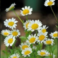  Daisy a Day - 10 .