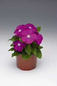   SunStorm F1 deep orchid - 10 .