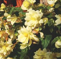    Chanson F1 Creamy Yellow - 10 .