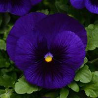   MATRIX F1 Deep Blue Blotch - 10 .