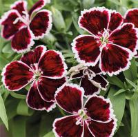   Diana Crimson bicolor. ! - 5 .
