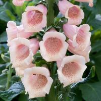   DALMATIAN PEACH - 5 .
