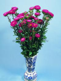   Fan Deep Rose - 10 .