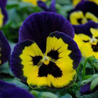   MATRIX F1 Yellow Purple Wing - 10 .