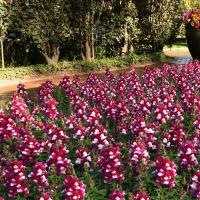  Snapshot Burgundy Bicolor - 10 .