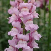     Potomac Lavender - 10 .