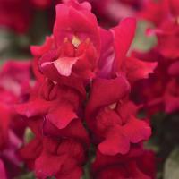   Snapshot Red - 10 .