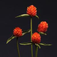   QIS Orange - 10 .