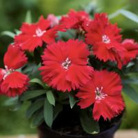   F1 Divinity Scarlet. ! - 5 .
