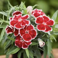   F1 Divinity Scarlet Bicolor. ! - 5 .