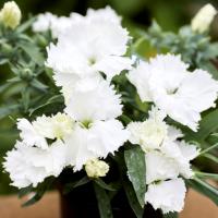   F1 Divinity White. ! - 5 .