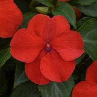   Beacon Bright Red - 5 .