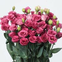   Doublini 1 Rose - 5 .