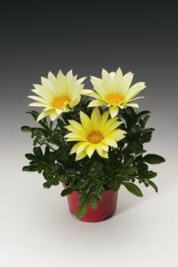   Gazoo clear vanilla - 5 .