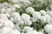   Marshmallow - 10 .