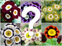 555 ALPINE & SHOW AURICULAS  ( ) - 5 .