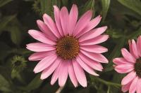   PRAIRIE SPLENDOR DEEP ROSE - 5 .