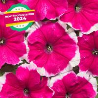   Mistral F1 Rose Picotee. ! - 10 .