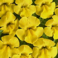  MEDIUS F1 Yellow. ! - 10 .