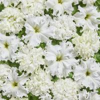   White Double. ! - 10 .
