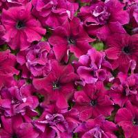   Purple Dwarf. ! - 10 .