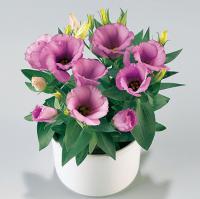  () Carmen F1 Lilac - 5 .