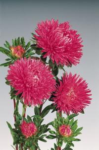   Gala Carmine Rose - 10 .