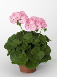   RINGO 2000 F1 Lavender - 3 .