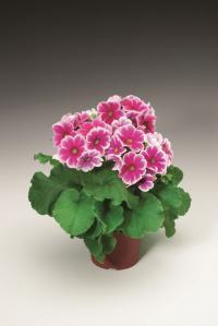   Libre F1 Rose picotee - 5 .
