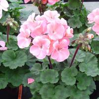  Nano F1 Appleblossom- 3 .